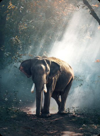 image-elephant-namibia-mobile