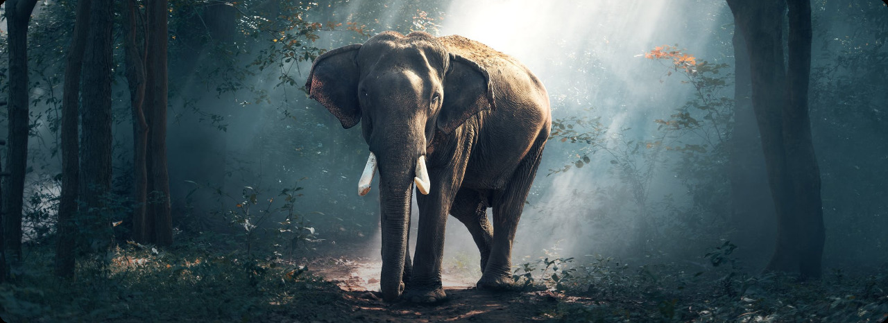 image-elephant-namibia-web